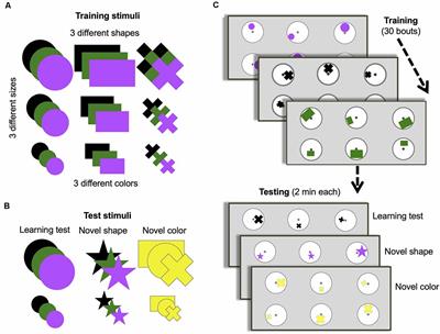Bumblebees Learn a Relational Rule but Switch to a Win-Stay/Lose-Switch Heuristic After Extensive Training